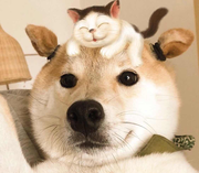 印象派小白的个人资料头像