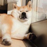 yupipih的个人资料头像