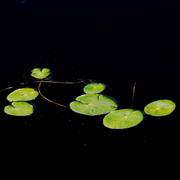 浮生梦醉的个人资料头像