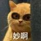 风趣强子短视频 · 蒙迪欧车主·车龄2年头像