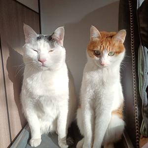 不碰鱼的猫头像