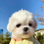 衫子的个人资料头像