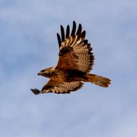 鹏飞Patrick中国头像