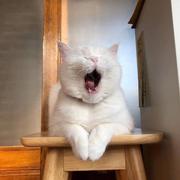 sher1ock__的个人资料头像