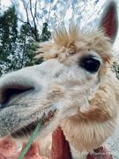 Megamind的个人资料头像