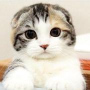 寻找森林的鹿的个人资料头像