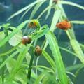 蜀山彬少头像