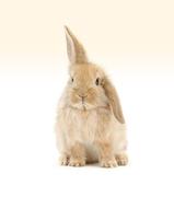 冷酷的兔先生的个人资料头像