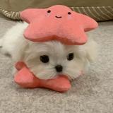 喵喵喵喵4465头像