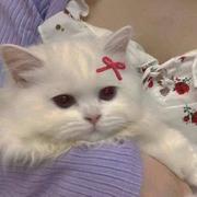 洛清寒440的个人资料头像