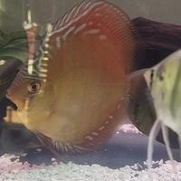 加祭头像