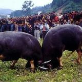 优雅风筝O87头像