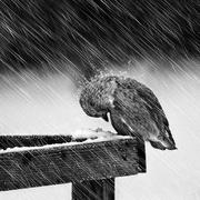 大风的个人资料头像