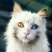 淡墨君临的个人资料头像