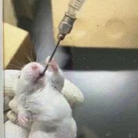 摩托蘿辣头像