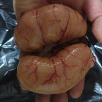 专吃肉包子头像