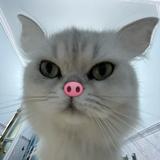 2333小猴头像