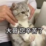 伊呜伊头像