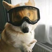 番茄4089816780415182头像