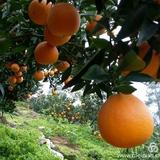 懒洋洋1头像