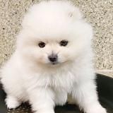 智者吉尔8U0头像