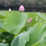 风花雪月9160头像