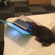 while_loop的个人资料头像