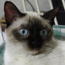 瑞雪兆丰年君的个人资料头像