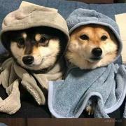 DevBreezer的个人资料头像