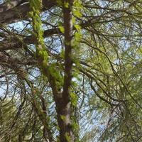 小妞汽车先知头像