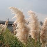 武侯任老师头像