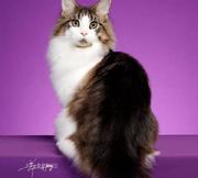 晴天缅因猫tracy的个人资料头像