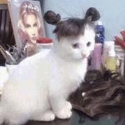 朱古力刺猬的个人资料头像