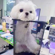 菜鸟w的个人资料头像