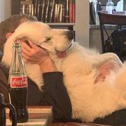 一个猫的个人资料头像