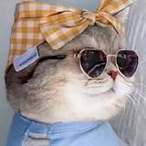 上进的好学小猫头像