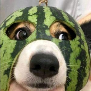 吃饭饭的省钱日记头像