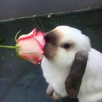 好想吃汉堡961头像