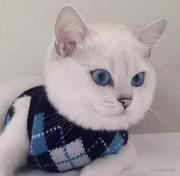 怀旧诗人的个人资料头像