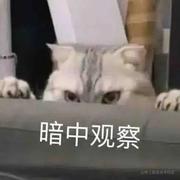 枫阿雨的个人资料头像