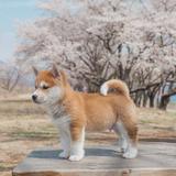 不慌590头像