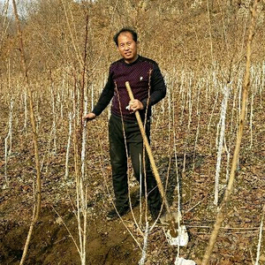 凤城市陈政余土特产品头像