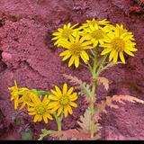 简小舒的旅行头像