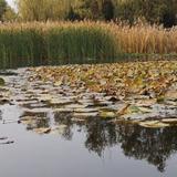 大师兄阿迪头像