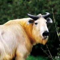 秦地蓝田李头像