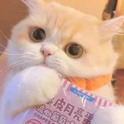 dapangshan的个人资料头像