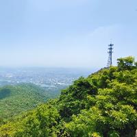 夕阳下的青鸟头像