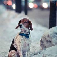 我是混子哦头像