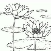 A花落随风的个人资料头像