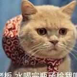 会飞的大胖子a头像